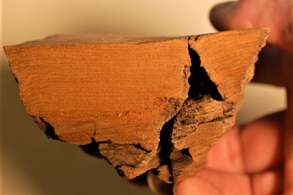 Cottonwood bark close up of thickness